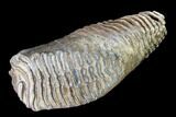 Woolly Mammoth Molar From Poland - Collector Quality! #136514-3